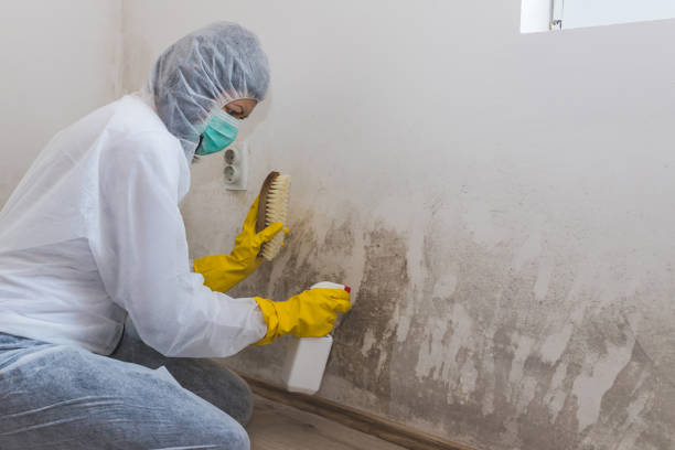 Mold Removal for HVAC Installations in Oberlin, LA